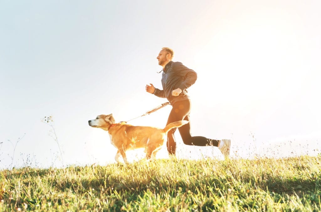 Man runs with his beagle dog at sunny morning.