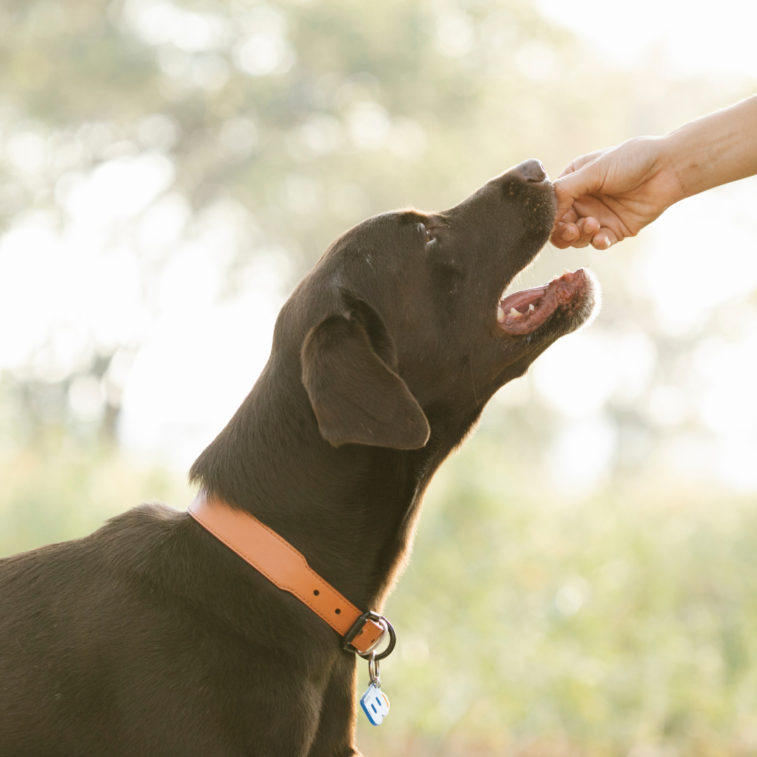 Best dental chews for senior dogs best sale